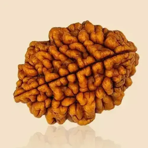 2 Mukhi Rudraksha