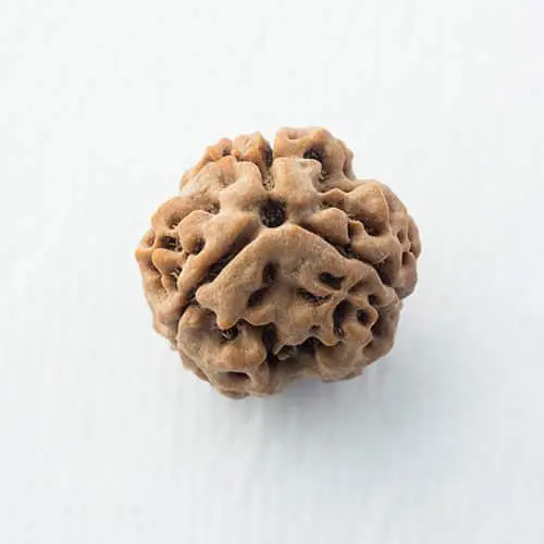 3 Mukhi Rudraksha