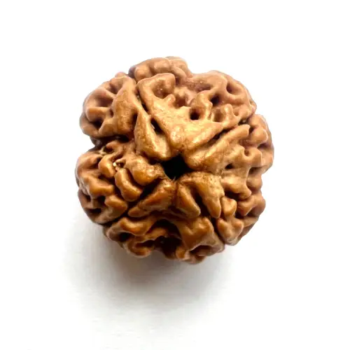 4 Mukhi Rudraksha