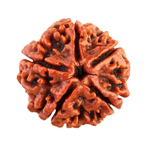 5 Mukhi Rudraksha