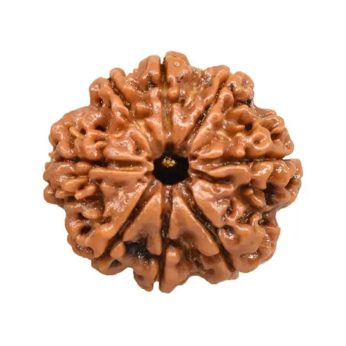 Asht Mukhi (Eight Faces) Rudraksha