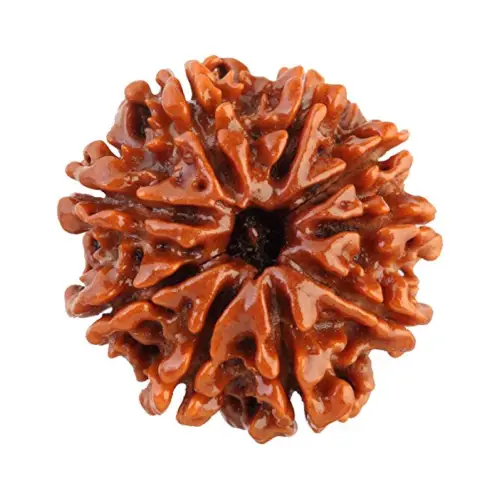 Nau Mukhi (Nine Faces) Rudraksha
