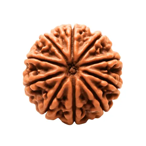 Das Mukhi (Ten Faces) Rudraksha