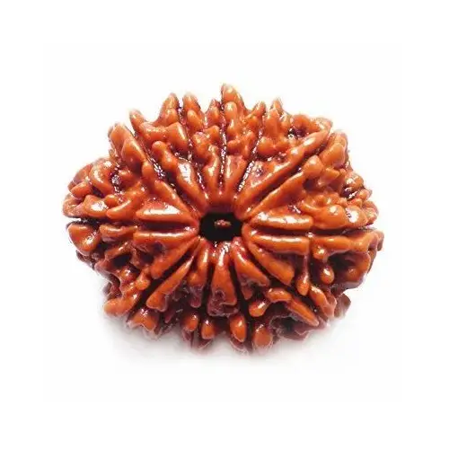 Gyarah Mukhi (Eleven Faces) Rudraksha