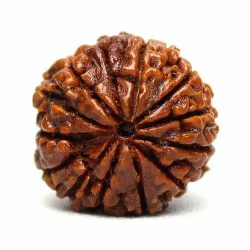 Terah Mukhi (Thirteen faces) Rudraksha